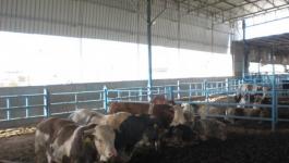 مزارع الأبقار غزة
