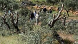 الاحتلال يقتلع أشجار الزيتون.