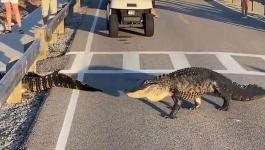شاهدوا: تماسيح توقف حركة المرور أثناء عبور طريق في كارولينا