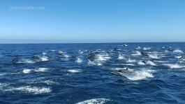 بالفيديو: سباق مئات الدلافين قبالة شواطئ دانا بوينت في جنوب كاليفورنيا