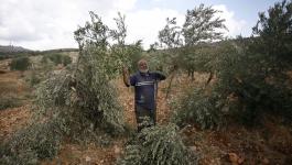 مستوطنون يقطعون عشرات الأشجار في نابلس