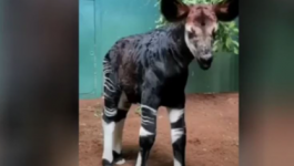 الفيديو: ولادة حيوان غريب 