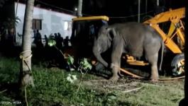 بالفيديو: إنقاذ فيل سقط في 