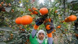 مصر: تتربع على عرش صادرات البرتقال في العالم