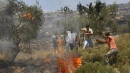 مستوطنون يحرقون مئات أشجار الزيتون بمسافر يطا جنوب الخليل.jpg