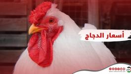 أسعار الدجاج واللحوم والبيض في غزة اليوم السبت 15 مايو 2021