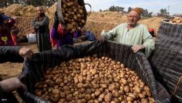 مزارعون مصريون يتخلصون من محصول البطاطس.. ما السبب؟