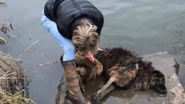 امراة تقفز في نهر متجمد لانقاذ كلب