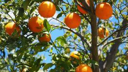 البرتقال التونسي | زيادة في الإنتاج وصعوبات في التصدير