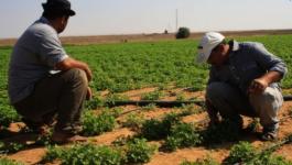 الزراعة بغزّة تُعرب عن أملها بتفعيل صندوق درء المخاطر في القطاع 