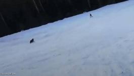 بالفيديو | وسط الثلوج ودب يطارده 