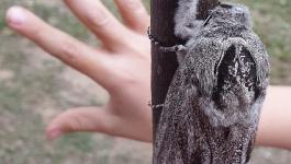 فراشة ضخمة بحجم يد الإنسان تثير حيرة عشاق الحشرات فى أستراليا
