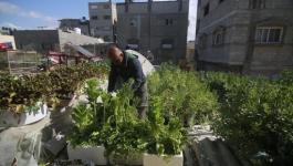 شاهدوا: فلسطيني يحول سطح منزله إلى حديقة خضراوات في غزة