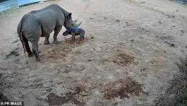 حديقة حيوان أسترالية تشهد ولادة وحيد القرن الأسود..الفصيلة مهددة بالإنقراض