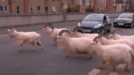 صور: بسبب كورونا... مدينة بريطانية تتحول إلى ملجأ لتنزه الماعز في الشوارع