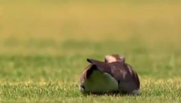 شاهدوا: طائر يقتحم مباراة بالدورى البرازيلى ويضع بيضة داخل أرضية الملعب.