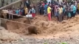 السطات الهندية تنقذ فيل صغير بعد سقوطه فى بئر عميق