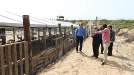 بلدية غزّة تجمع عددًا من الكلاب السائبة شهرياً في محمية خاصة