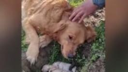 فيديو: كلبة تبكى أثناء الحفر لدفن جرائها بعد وفاتهما