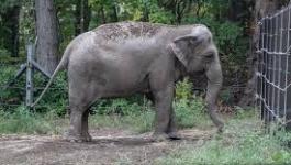 رفع قضية نيابة عن فيل لحصوله على الحرية الجسدية