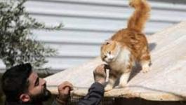 مأوى حيوانات يطلق 1000 قطة برية لمواجهة غزو الفئران فى شيكاغو
