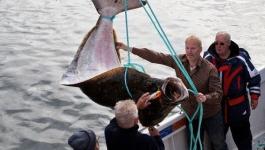 تاجر بريطانى يبيع سمكة وزنها 77 كيلو ويستعين بـ4 رجال لنقلها