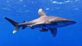 دراسة تكشف عن تاريخ أول حادثة قتل إنسان على يد سمك القرش