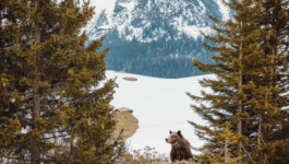 نقل الدب الأكثر وحدة فى العالم لمحمية طبيعية فى جبال الألب