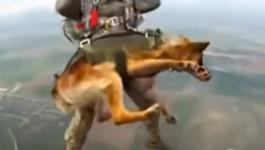 روسيا تدرب الكلاب على القفز بالمظلات من ارتفاع 4 آلاف متر