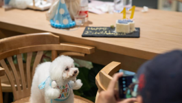 افتتاح أول مطعم للحيوانات الأليفة في مدينة شنجهاي بالصين