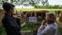 عازف تشيلو يقدم موسيقاه إلى جمهور من الأبقار