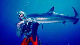 رحلة غواصة أسترالية مع حب أسماك القرش والدفاع عنها