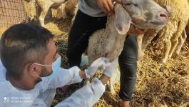 شاهد.. الزراعة بغزة تستعد لإطلاق حملة ضد مرض 