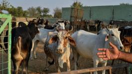ماشية في مصر