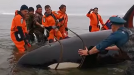 إنقاذ رضيع حوت أوركا القاتل من الموت باستخدام الحبال على شواطئ روسيا