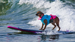 منافسة قوية بين الكلاب فى مسابقة أمريكية لركوب الأمواج