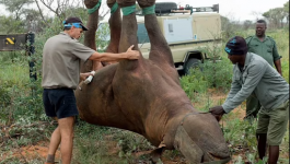 نقل وحيد القرن بالمقلوب