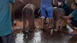 فيلة تضع توأمًا من الذكور فى سريلانكا لأول مرة منذ 80 عامًا