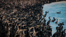 لقطات مذهلة لأسراب طيور تغزو أحد شواطئ سلطنة عمان