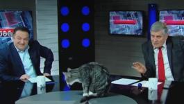 بالفيديو: قطة تتدخل في بث برنامج تلفزيوني في جورجيا