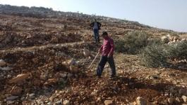 سلفيت: مستوطنون يقتلعون 40 شجرة زيتون في قرية ياسوف