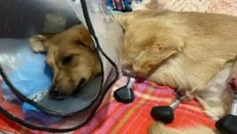 أطباء روس يزرعون أطرافًا صناعية لكلبة فقدت أقدامها بسبب الصقيع
