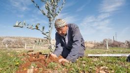 نابلس: زراعة أكثر من 300 شجرة بمناسبة يوم الشجرة