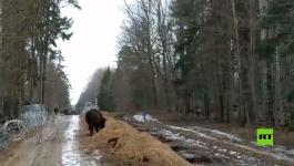 بالفيديو: جولة بين الأسلاك الشائكة.. الكاميرا تسجل ظهور حيوان بيسون على حدود بولندا وبيلاروس