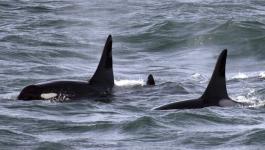 بالفيديو: معركة شرسة بين حيتان الأوركا القاتلة والحوت الأزرق