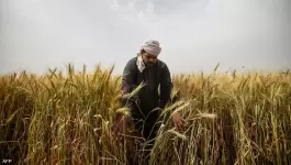 مصر: كيف استعدت  لتأمين القمح؟