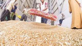 مصر: خطة للاكتفاء الذاتي من القمح