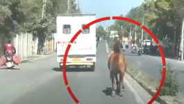 حصان يطارد سيارة إسعاف تنقل شقيقته المصابة
