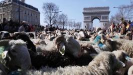 بالفيديو : 2000 رأس من الأغنام في شارع الشانزليزيه وسط باريس .. ما السبب ؟!