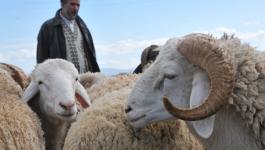 نفوق أكثر من 200 رأس ماشية في نابلس